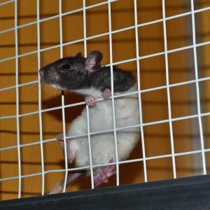 rat-822288_1920