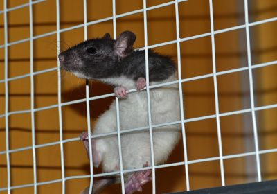 rat-822288_1920