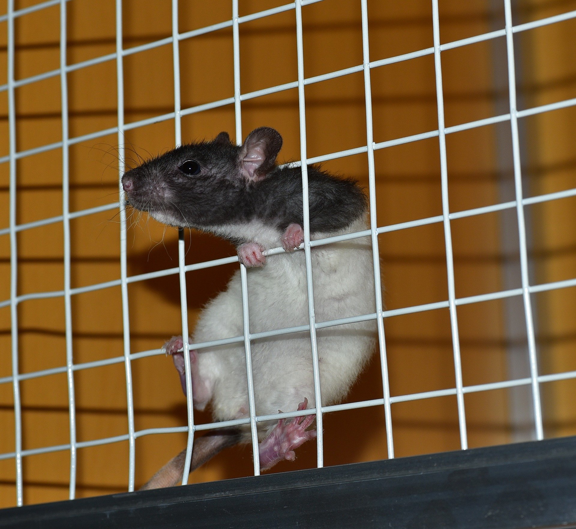 rat-822288_1920 rat-822288_1920